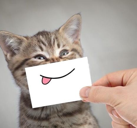 funny-cat-smiling-tongue-very-smile-cardboard-134655541.thumb.jpg.872abe71a62dfbc9ea48c0f7b1150c70.jpg
