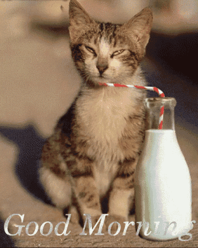 good-morning-cat-gif-11.gif.6462c5379ac40501289aa5e90bad6cbb.gif