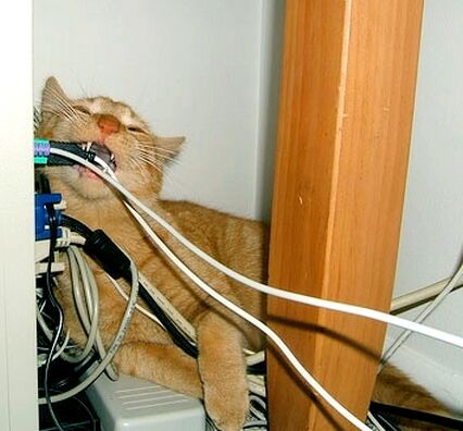 Cat-Chewing-Cord.jpg.79fcf094b6c4deedb41ceabcf8e05ee2.jpg