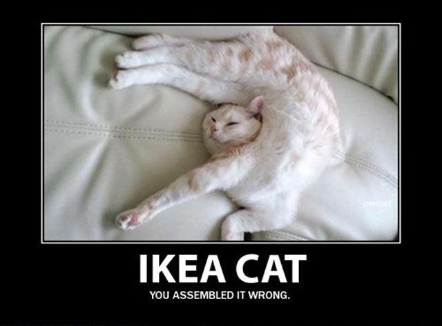 cat-humor-ikea-cat-assembled-wrong.jpg.561c68596f09d2683839b818bf692949.jpg