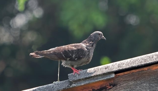 close-up-rock-pigeon-pooping-roof-background-closeup-152516266.jpg.86bd7a10e8e6cd69fe94ec9eeac472eb.jpg