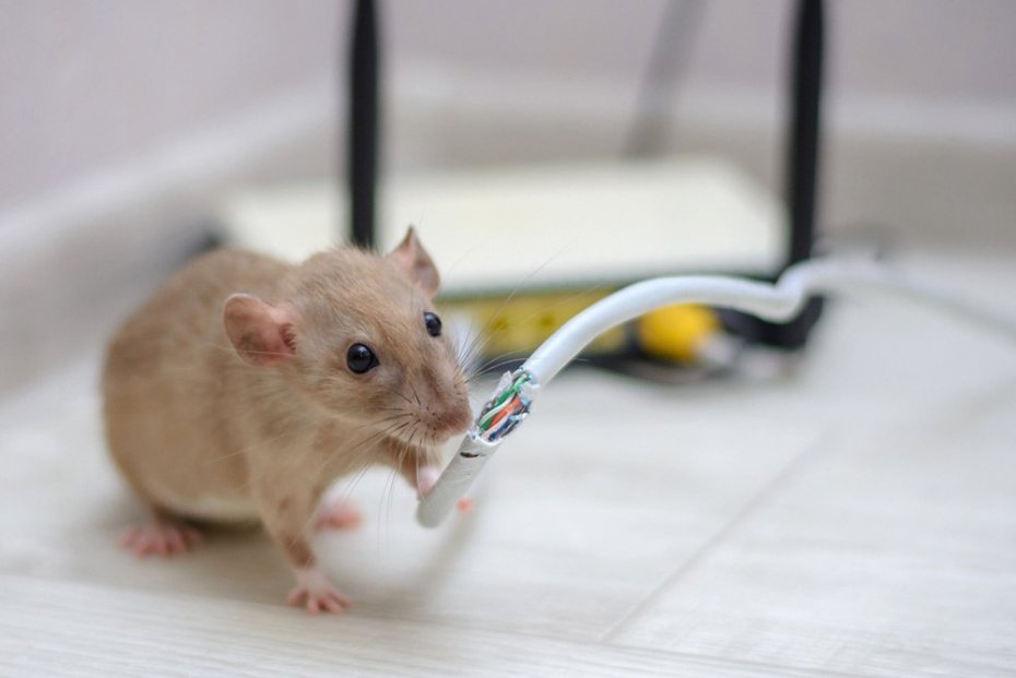 rat-chewing-on-wire-1.jpg
