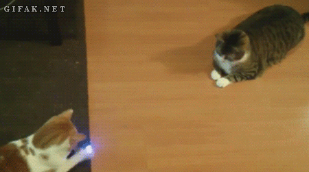 catwars.gif.6d54ac21ece22f4d17bb22509e4757af.gif