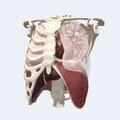 voka-3d-anatomy