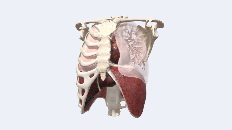 voka-3d-anatomy