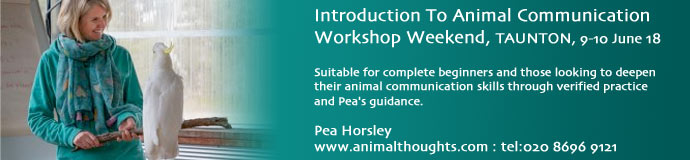 TAUNTON Animal Communication Workshop TAUNTON Animal Communication Workshop