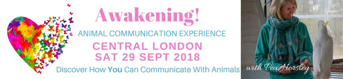 Awakening! The Animal Communication Experience Awakening! The Animal Communication Experience