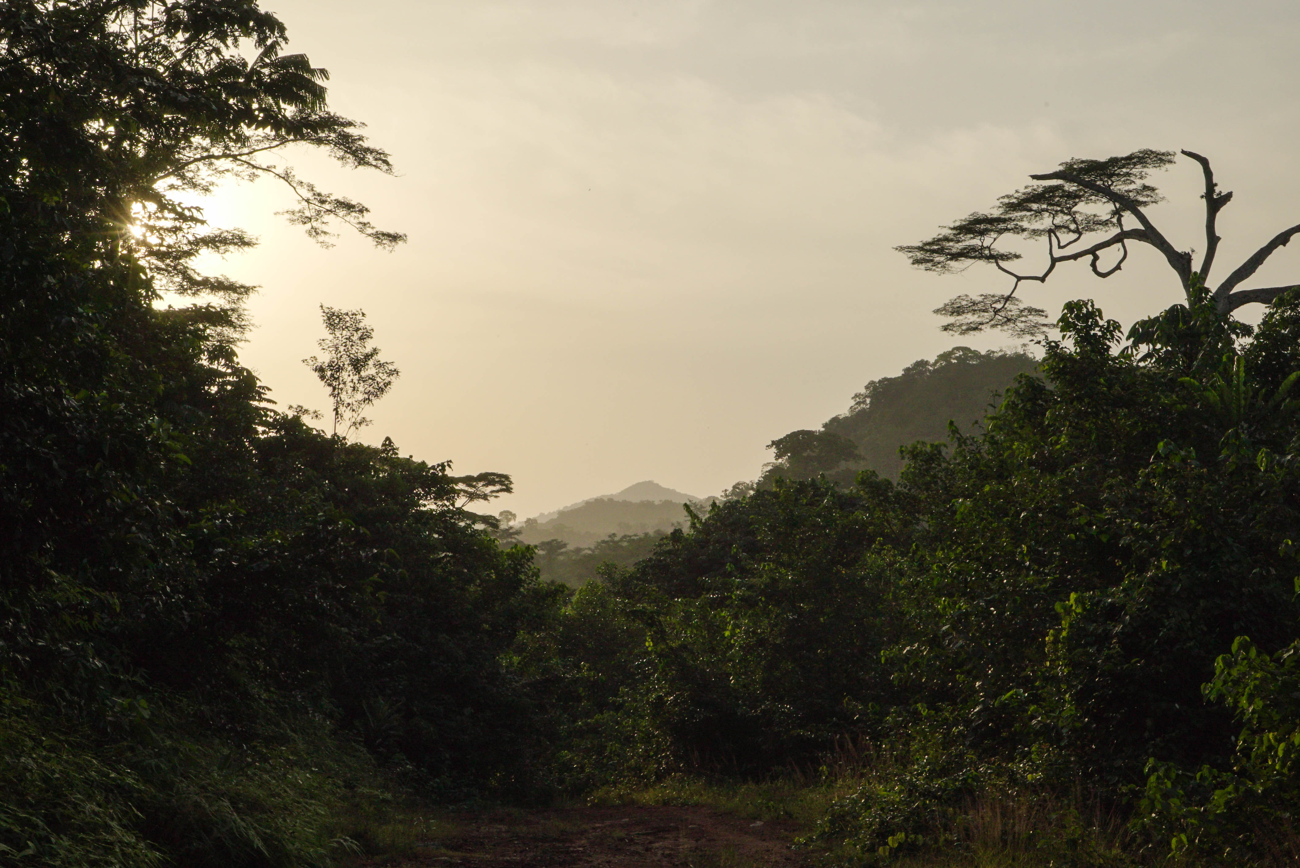 Garwin Forests