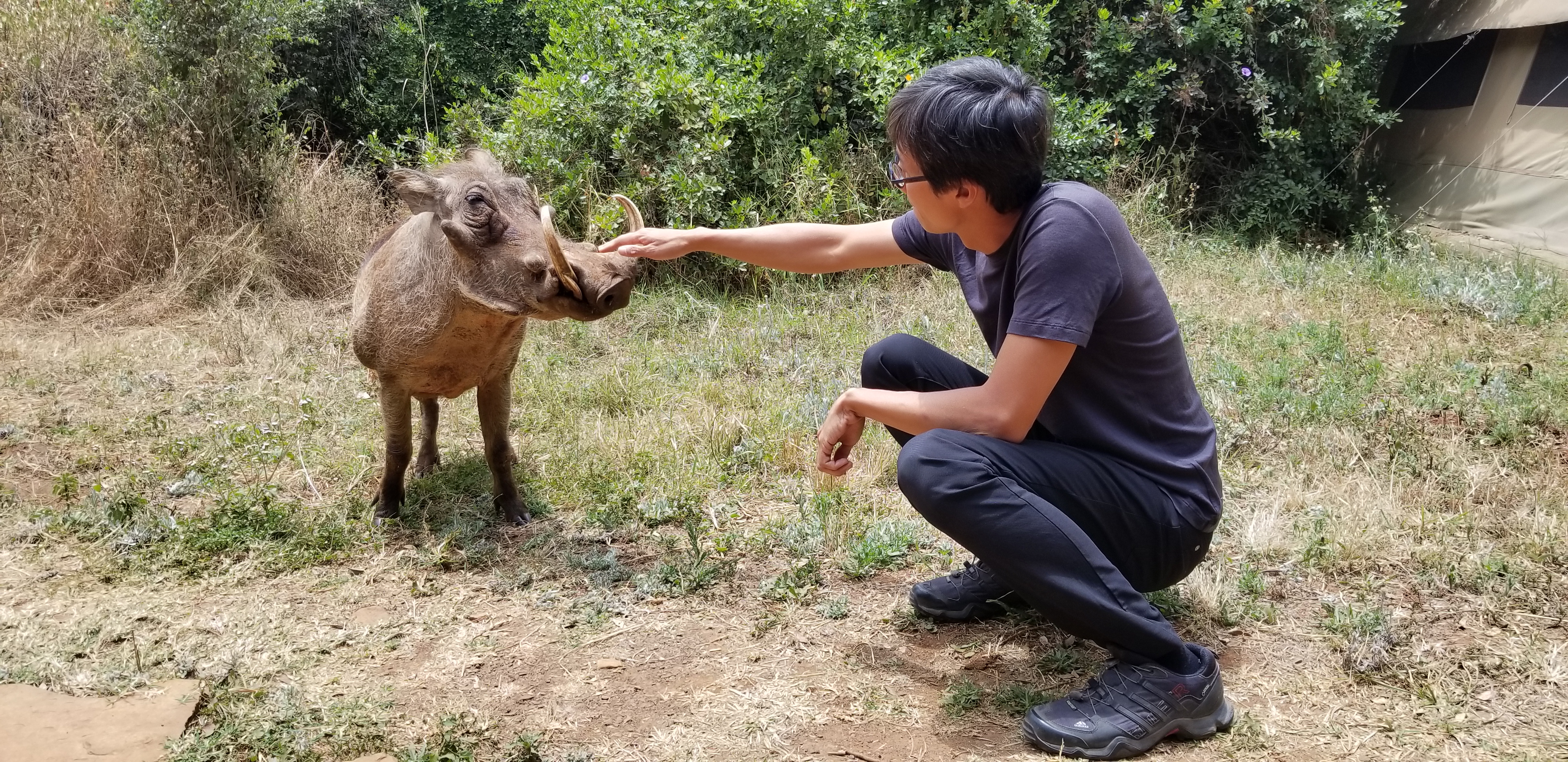 Baby Warthog