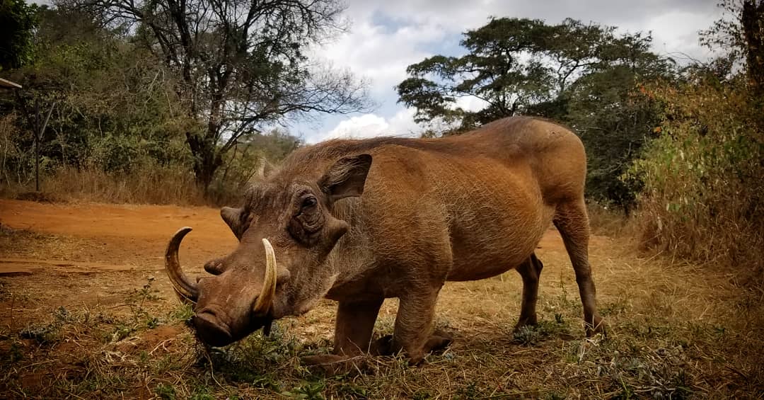 Warthog