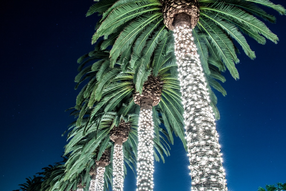 Palm tree with Christmas lights