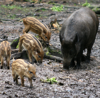 Wildschweine