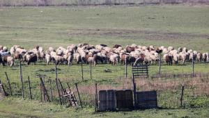 Ευλογιά προβάτων: Αναστέλλονται πλειστηριασμοί και κατασχέσεις στους πληγέντες κτηνοτρόφους