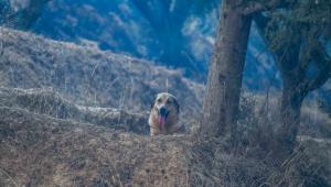 Ηλεία : Καταγγελίες για άτυπο καταφύγιο ζώων – Σκύλοι δεμένοι χωρίς τροφή και νερό