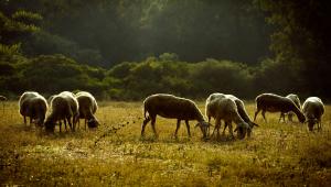 Συνελήφθησαν 4 Βούλγαροι για παράνομη μεταφορά προβάτων