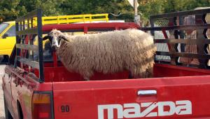 Δράμα: Σύλληψη τεσσάρων Βούλγαρων για παράνομη μεταφορά προβάτων – Κατασχέθηκαν οχήματα και ζώα