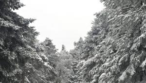 Κλειστή η λεωφόρος Πάρνηθος λόγω χιονόπτωσης