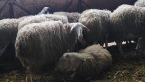 Παρατείνονται έως τις 7 Ιανουαρίου τα προληπτικά μέτρα για την ευλογιά των αιγοπροβάτων στην Κρήτη