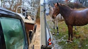 Καστοριά: Δείτε βίντεο από τη διάσωση αλόγων από πλημμύρα - «Στο ποτάμι αυτά, στο ποτάμι και εγώ»