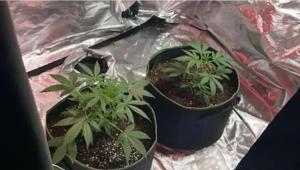 “Πλήγμα” της ΕΛ.ΑΣ σε κύκλωμα καλλιέργειας ναρκωτικών στη Ρόδο – Εντοπίστηκε εργαστήριο υδροπονικής κάνναβης