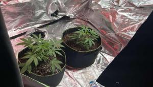 Ρόδος: Εξάρθρωση εγκληματικής οργάνωσης για καλλιέργεια και διακίνηση κάνναβης