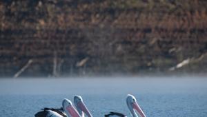 Πρέσπες: Έρευνα για τα αίτια που προκάλεσαν τον θάνατο 2.300 αργυροεπελεκάνων  το 2022