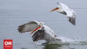 Πώς προσβλήθηκαν από την γρίπη των πτηνών οι 2.300 αργυροπελεκάνοι των Πρεσπών το 2022
