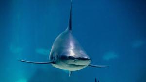 Επίθεση καρχαρία στην Αυστραλία – Σε κρίσιμη κατάσταση 13χρονος