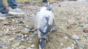 Βόλος: Νεκρό δελφίνι εντοπίστηκε στα Πλατανίδια – Ήταν δεμένο το ρύγχος του