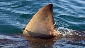 Σέρφερ τραυματίστηκε από επίθεση καρχαρία στο Σίδνεϊ