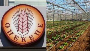 ΟΠΕΚΕΠΕ: Για κύκλωμα επίορκων υπαλλήλων έκανε λόγο η Παρασκευή Τυχεροπούλου