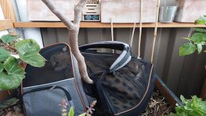 Γαλλία: Τελωνειακοί κατέσχεσαν δύο σπάνια αιλουροειδή – Ο ιδιοκτήτης τους τα πέταξε από το μπαλκόνι