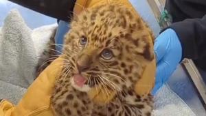 Γαλλία: Κατασχέθηκαν σπάνια αιλουροειδή που ο ιδιοκτήτης τους τα πέταξε από το μπαλκόνι