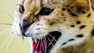 Παρίσι: Προσπάθησε να κρύψει σπάνια αιλουροειδή πετώντας τα από το μπαλκόνι