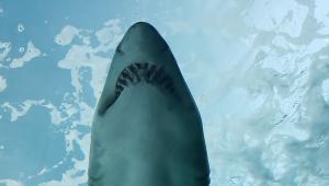 Αυστραλία: Οι πολίτες καλούνται να αποφεύγουν τις παραλίες στα ανατολικά μετά τις πρόσφατες επιθέσεις καρχαριών