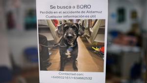 Ισπανία: Το «θαύμα» της 4ης ημέρας – Εντοπίστηκε ζωντανός σκύλος τέσσερα 24ωρα μετά τη σύγκρουση των τρένων