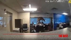 Ελάφι εισβάλλει από παράθυρο τράπεζας και ενεργοποιεί συναγερμό