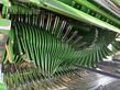 Empacadora gigant - Krone - comprima cv 150 xc plus