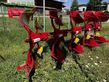 Arado - Pöttinger - servo 35s plus nova