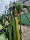 Henificador - Krone - swadro 1400