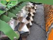Grada rotativa - Amazone - catros xl 3003 scheibenegge