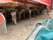 Sembradora - Maschio - aquila rapido 5000 + barra semi pa 500