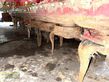 Combinado de siembra - Horsch - express 3kr