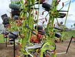 Henificador - Claas - VOLTO 1100