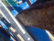 Grada de disco - Kockerling - rebell classic-t 600 - doppelte sts-walze