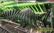 Empacadora gigant - Krone - presse variopack 1800