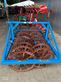 Arado - Kverneland - ld 85-200-19 5 schar