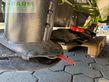 Cortacésped manual - Claas - disco 3150 f