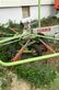 Rastrillo - Claas - liner 390 s