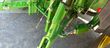 Tractor agrícola - John Deere - 6R 250